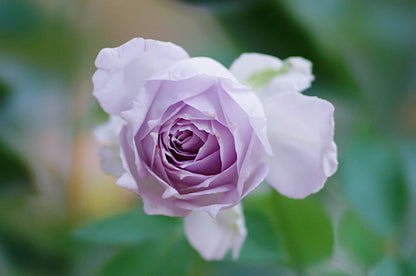Rose ‘ Lucifer｜ルシファー | 光の天使 | 路西法