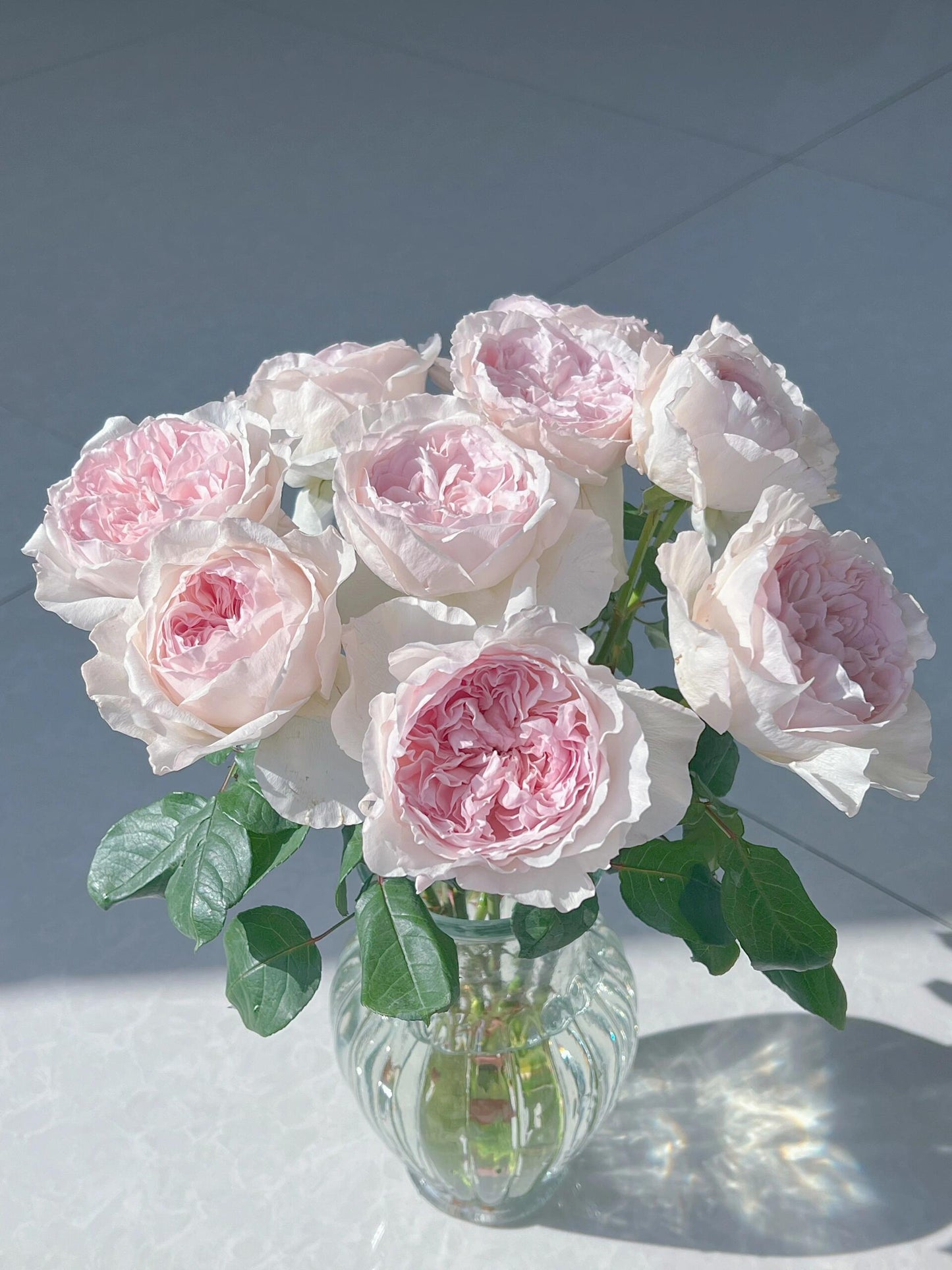 Rose  ‘ Les fraises ｜草莓奶昔 ’