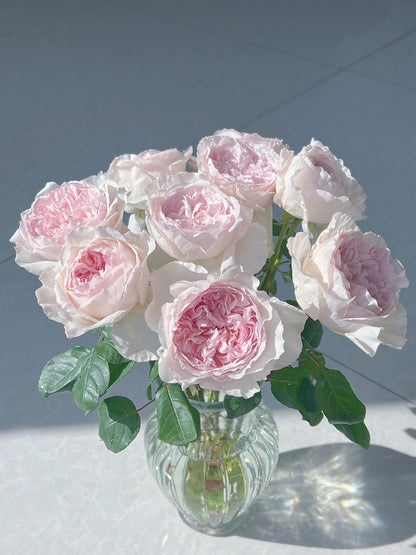 Rose  ‘ Les fraises ｜草莓奶昔 ’