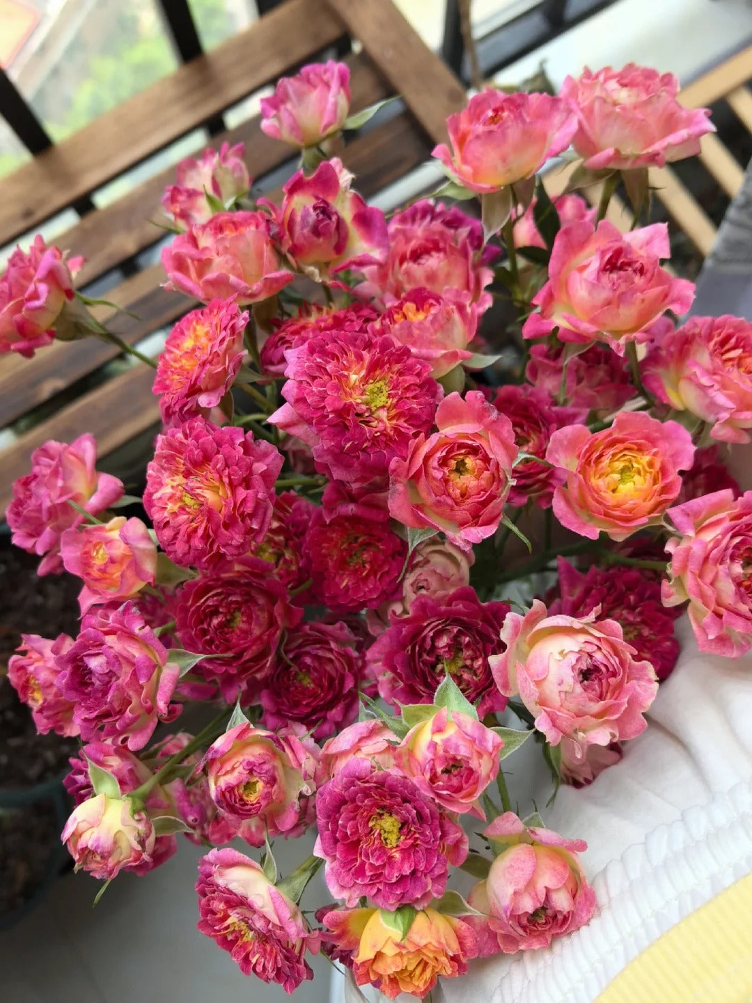 Rose  ' LOTUS  |  Sea Anemone   | 海葵四号