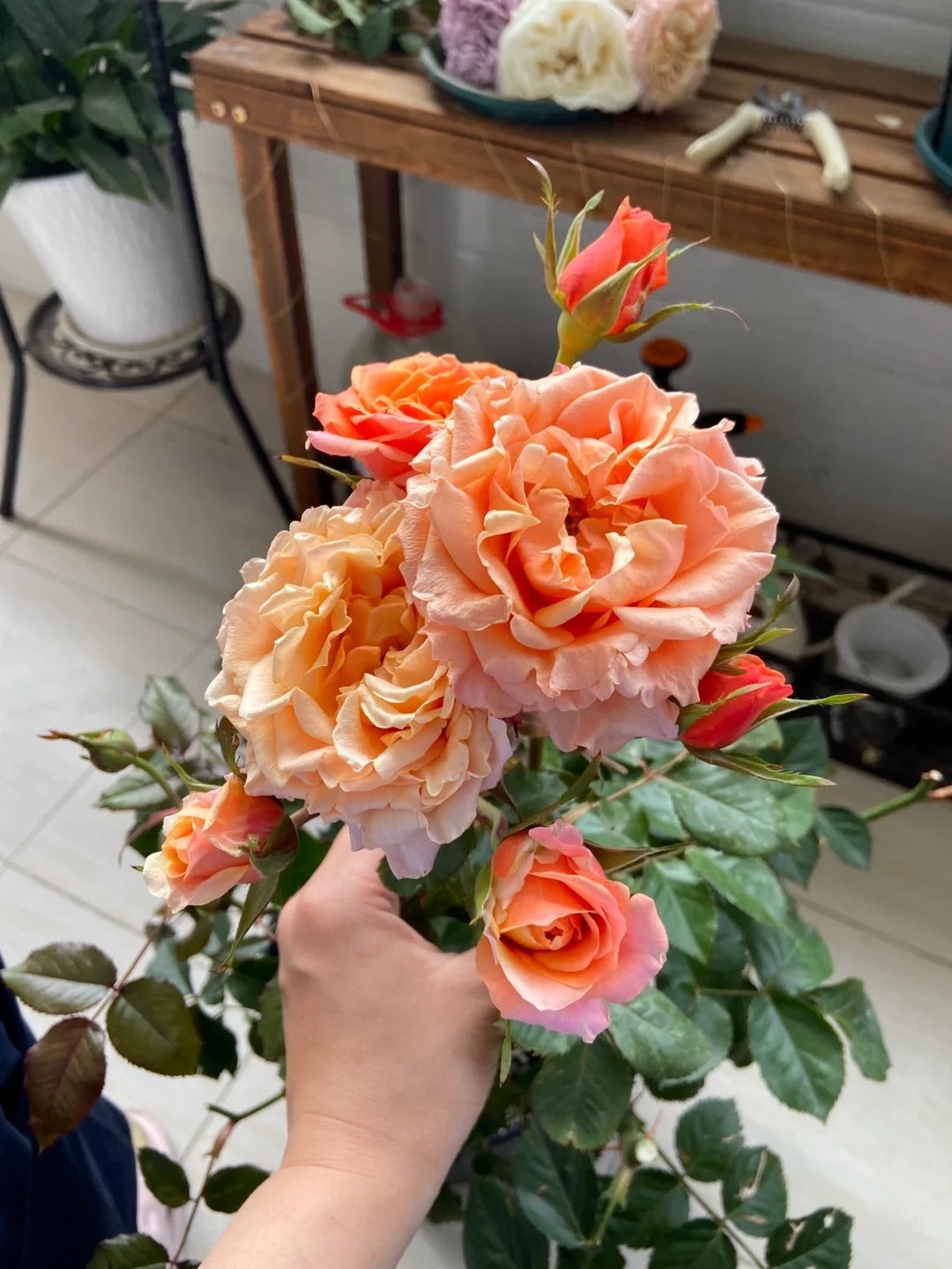 Rose  ‘   Cherry Brandy |  チエリ-プランデ- ’  樱桃白兰地