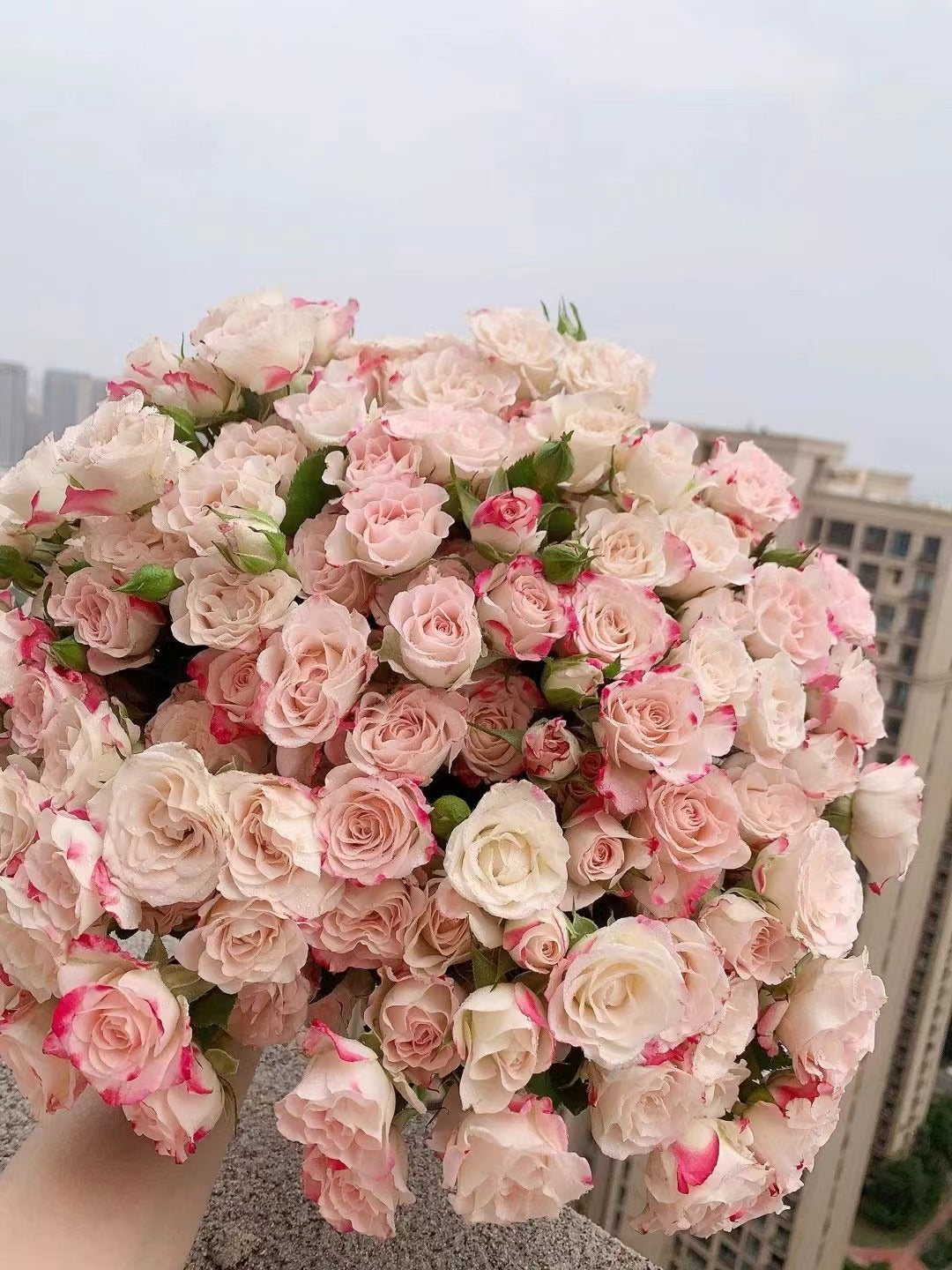 Rose 'Reflex | 折射泡泡 '