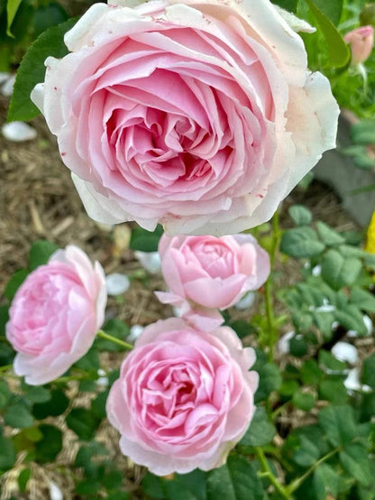 Rose 'Wellenspiel  | 仙女泉 '