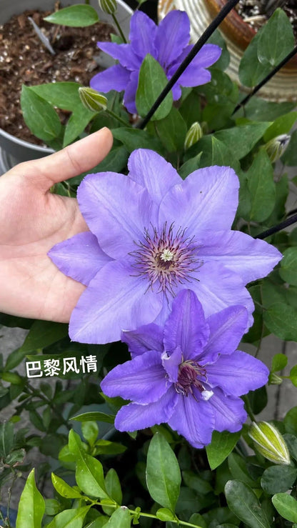 Clematis ‘’Parisienne |巴黎风情‘’