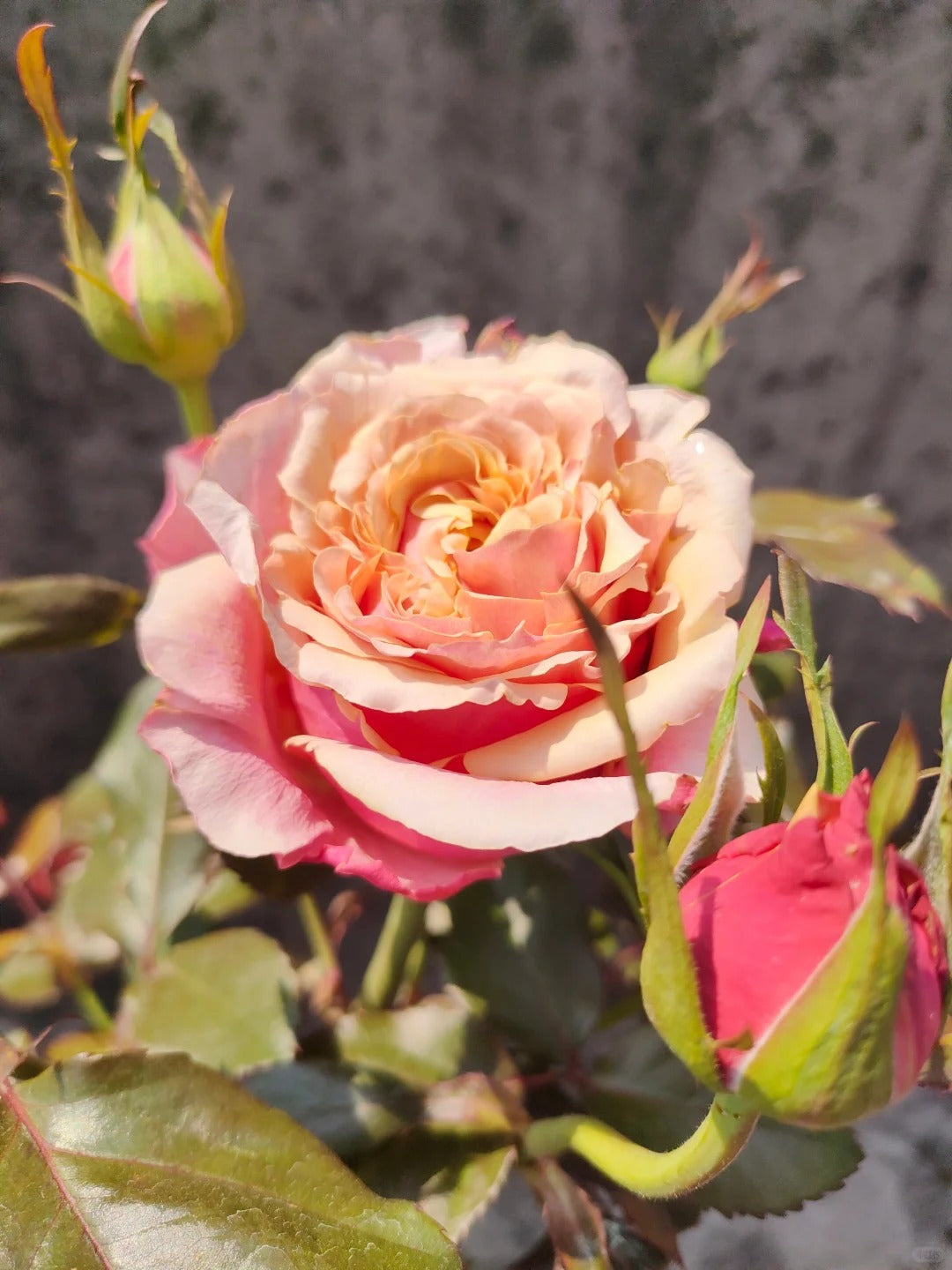 Rose  ‘   Cherry Brandy |  チエリ-プランデ- ’  樱桃白兰地