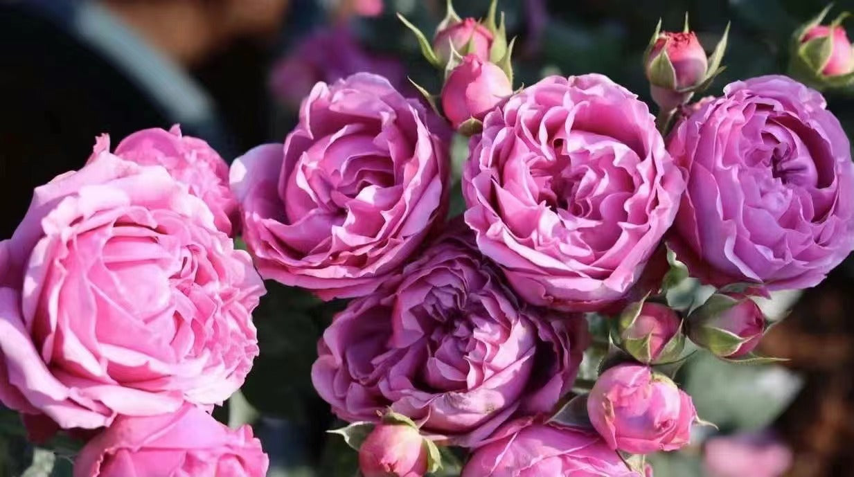Rose 'Misty Bubbles | 紫雾泡泡'