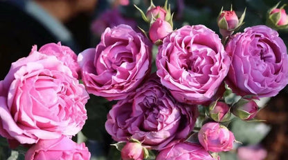 Rose 'Misty Bubbles | 紫雾泡泡'