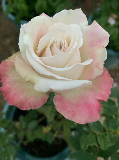 Rose 'Kaoruko ｜カオルコローズ| 熏子 玫瑰 '