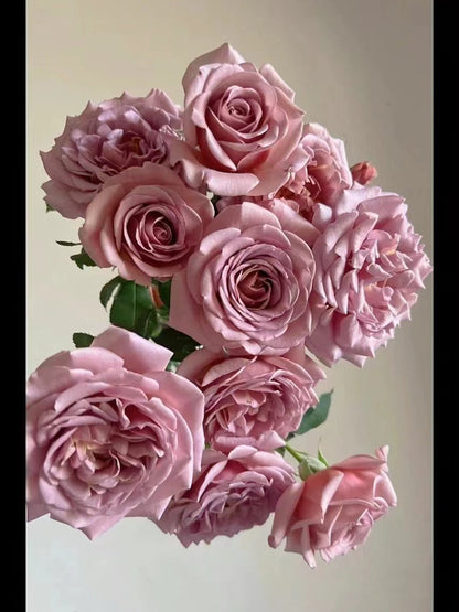 Rosa 'Koko Loko  | 可可洛可  '