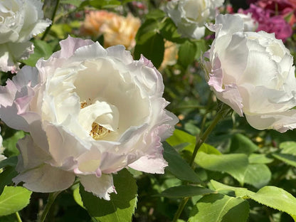 Rose 'Le Blanc ｜ル ブラン｜乐柏 '