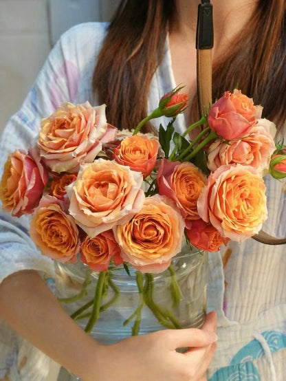 Rose 'Napoli Forever｜永远的那不勒斯 '