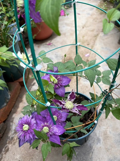 Clematis '  Song of the Secret Garden |  神秘园之歌
