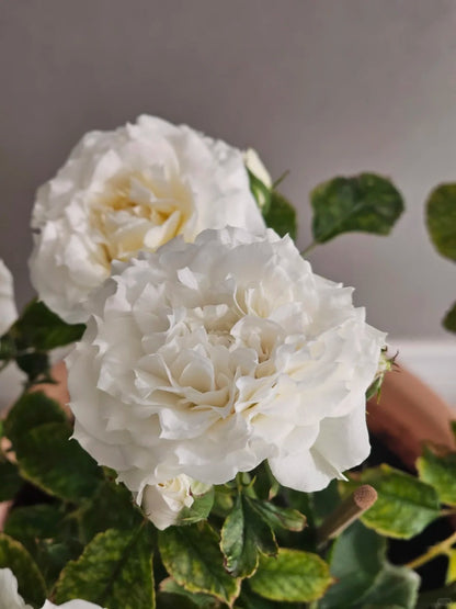 Rose ‘  lce Cream Balcony | 冰淇淋阳台 ’