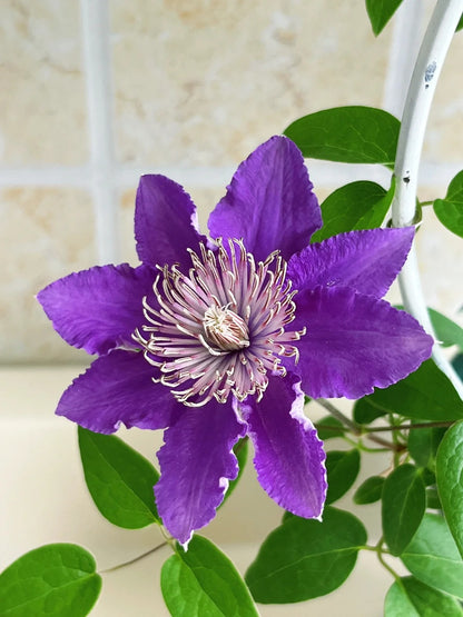 Clematis ‘Bijoul | Evipo030'|  啤酒