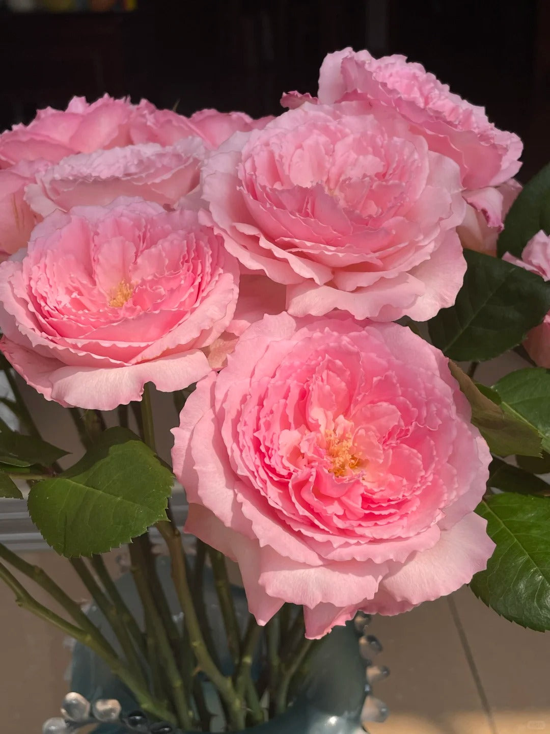 Rose '  Mayra's Rose PINK  |粉梅拉