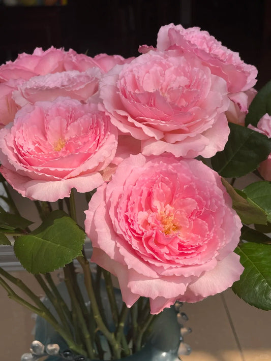 Rose '  Mayra's Rose PINK  |粉梅拉