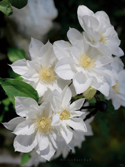 Clematis  ’ Isago |  伊萨哥