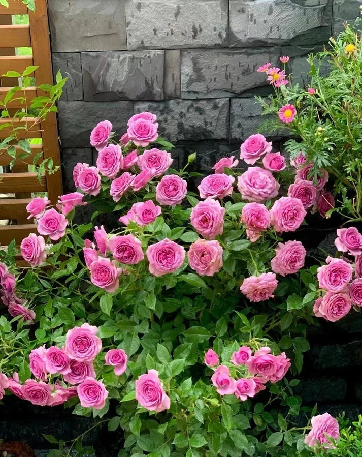 Rose 'Lavender Veranda' 薰衣草门廊