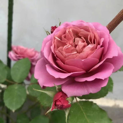 Rose ‘Aoi |あおい|葵 ’