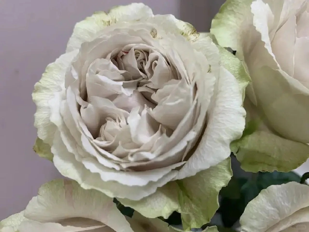 Rose  ‘  Yukinoniwa  ’ 雪之庭