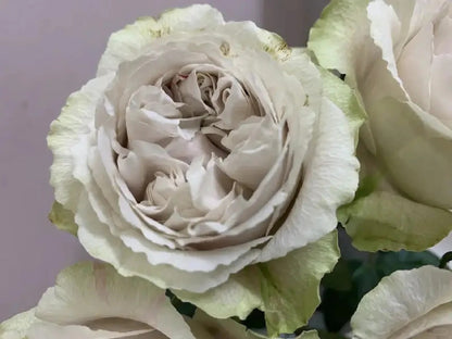 Rose  ‘  Yukinoniwa  ’ 雪之庭