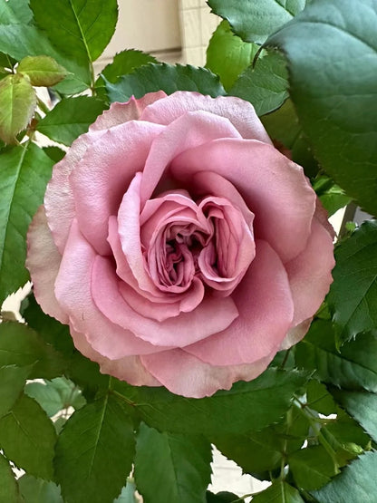 Rose ‘ Mont martre  |  蒙特马特