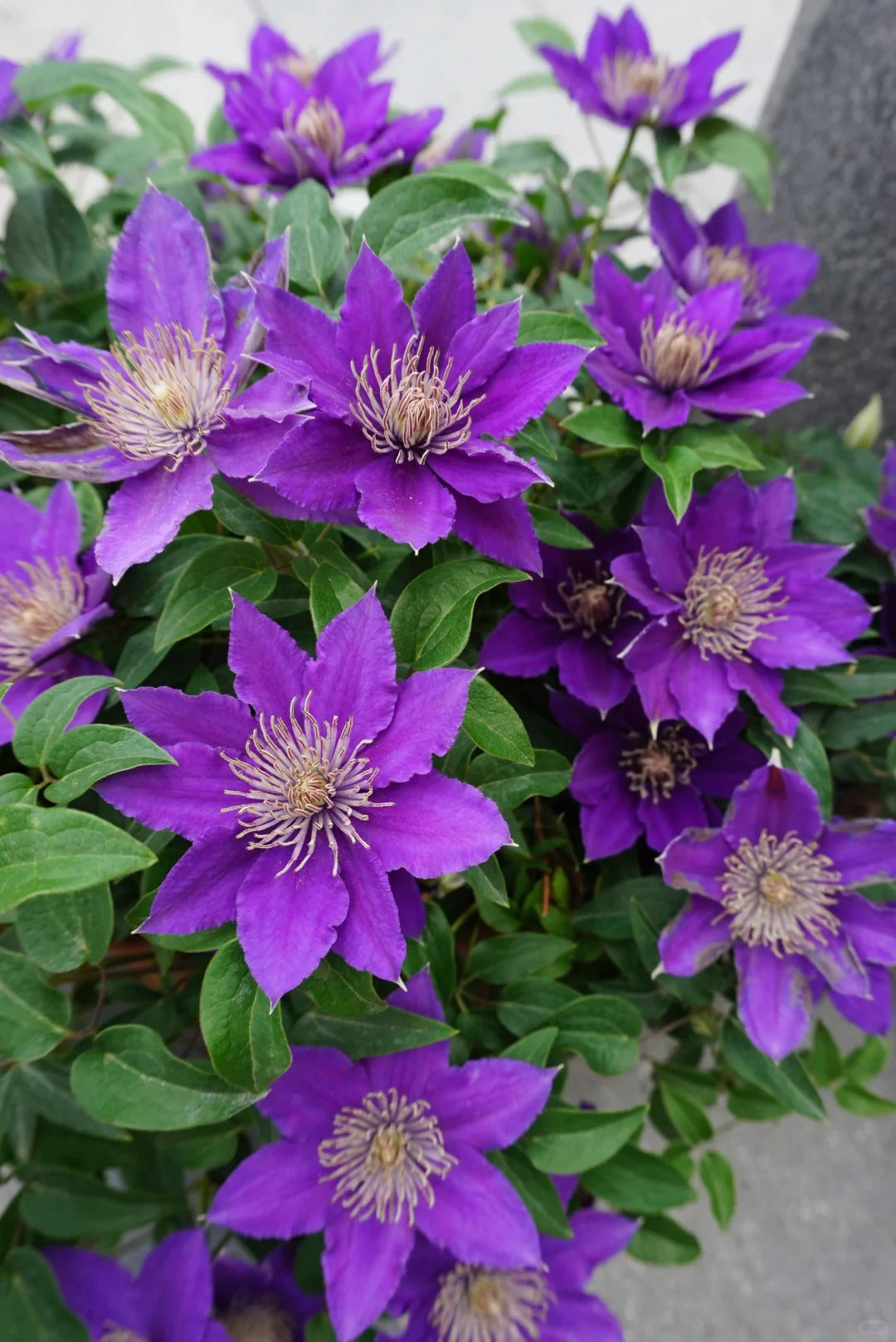 Clematis ‘Bijoul | Evipo030'|  啤酒