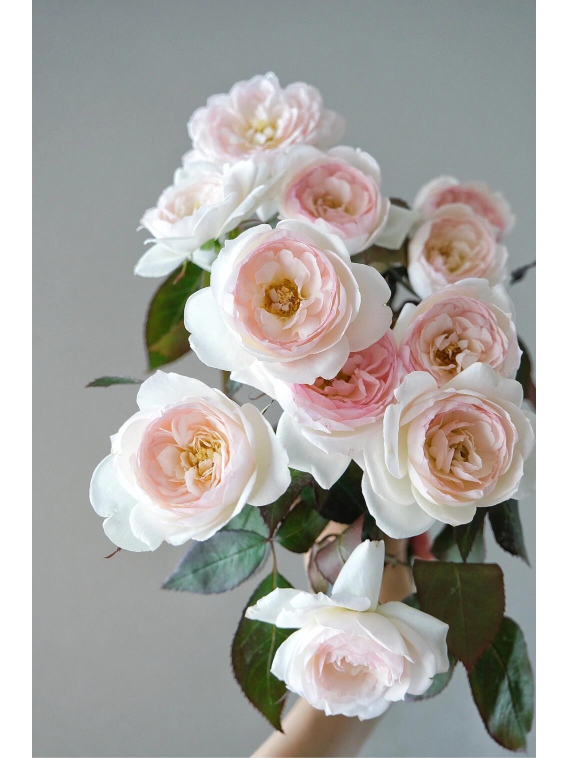 Rose ’Lapin  | ラパン | 小兔子‘