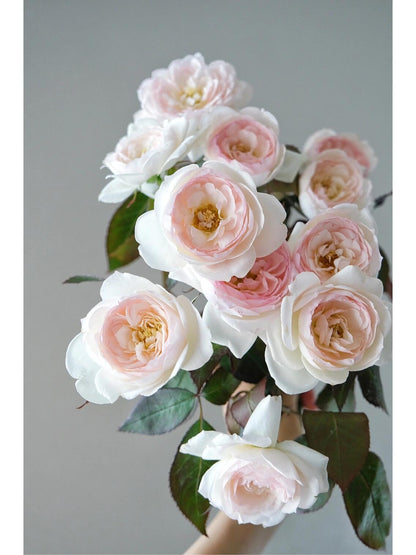 Rose ’Lapin  | ラパン | 小兔子‘