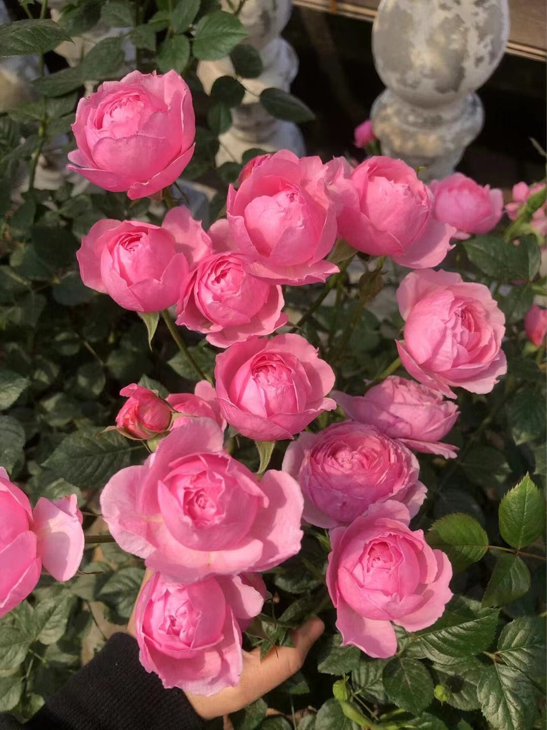 Rose 'Fée Clochette | フェクロシェット｜铃之妖精  '
