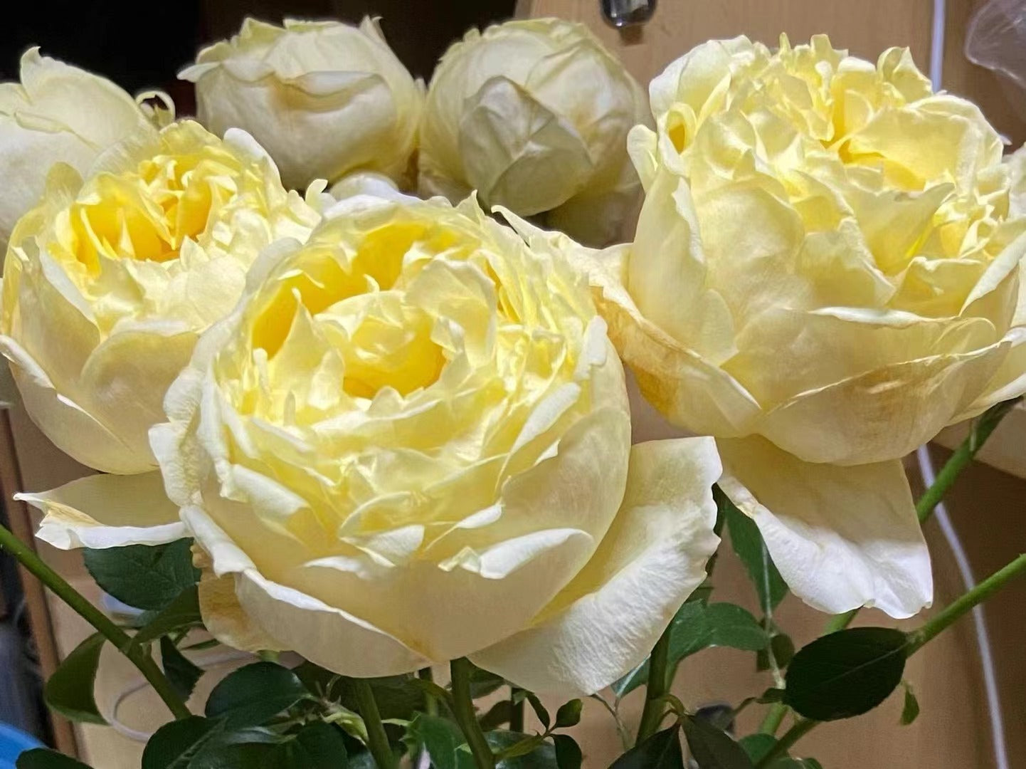 Yves Rose 'Gold Yves Piaget | 伊芙金伯爵'