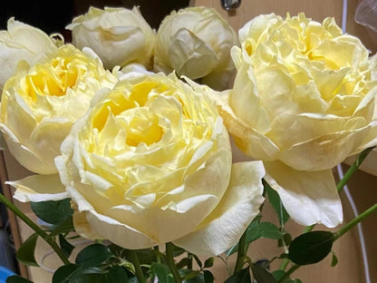 Yves Rose 'Gold Yves Piaget | 伊芙金伯爵'