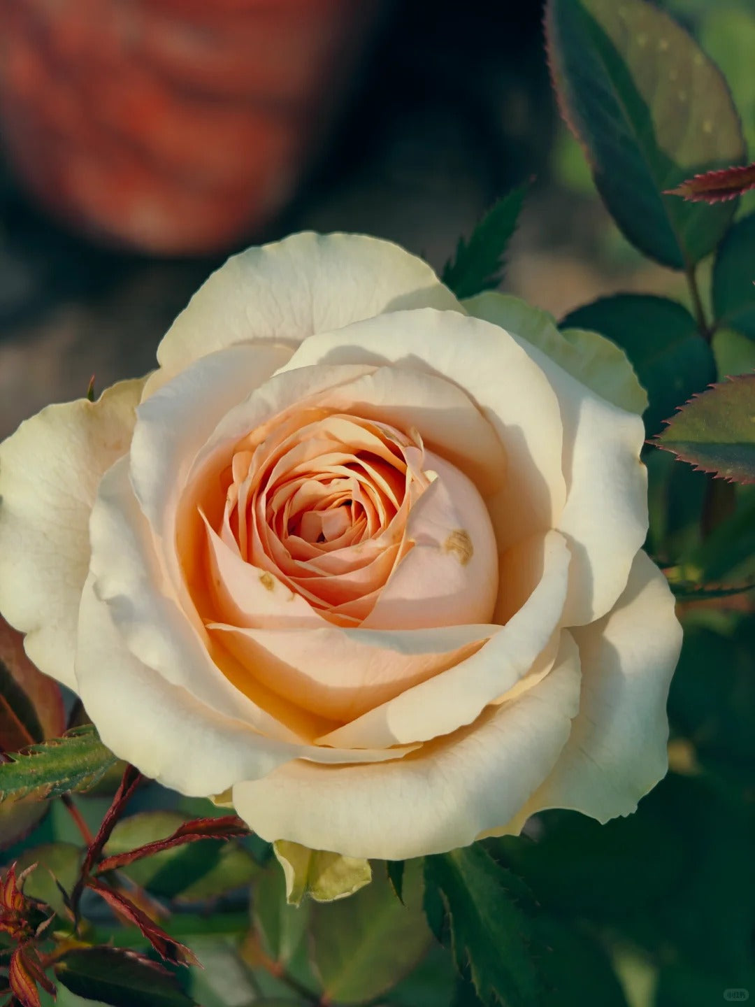 Rose  ‘ Divina ’ 迪威娜