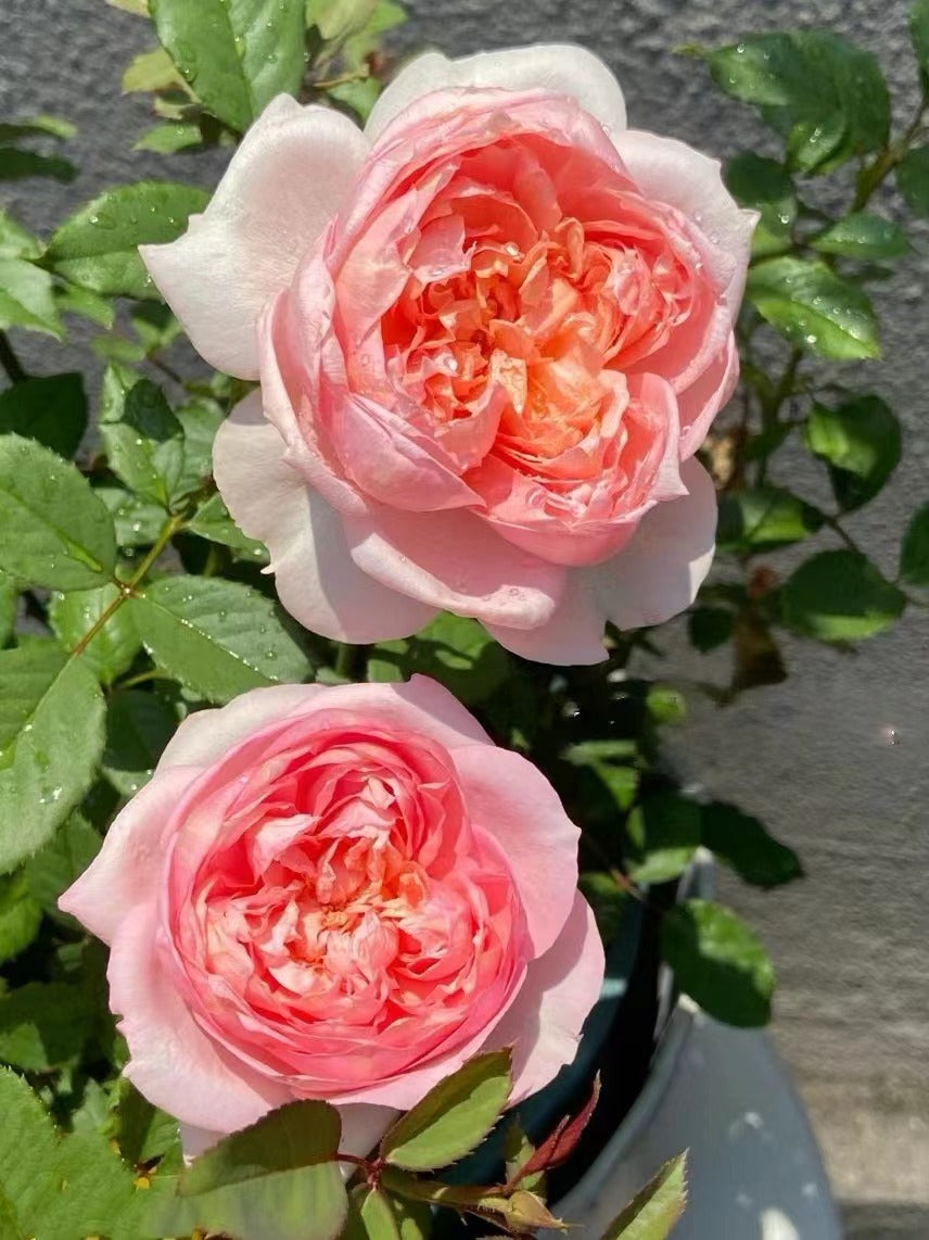 Rare Rose 'Tao Ran ｜桃染 ｜天狼月季'