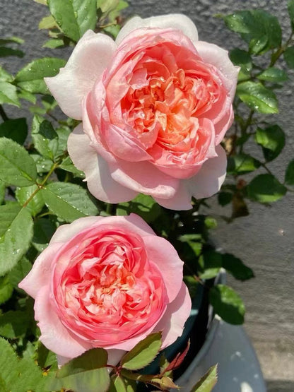 Rare Rose 'Tao Ran ｜桃染 ｜天狼月季'