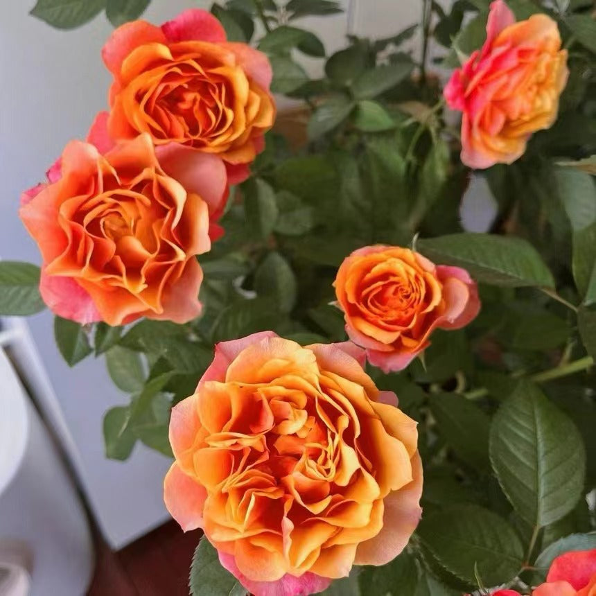 Rose  'El Paso ｜艾帕索 '  - Award winning