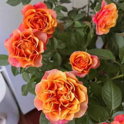Rose  'El Paso ｜艾帕索 '  - Award winning