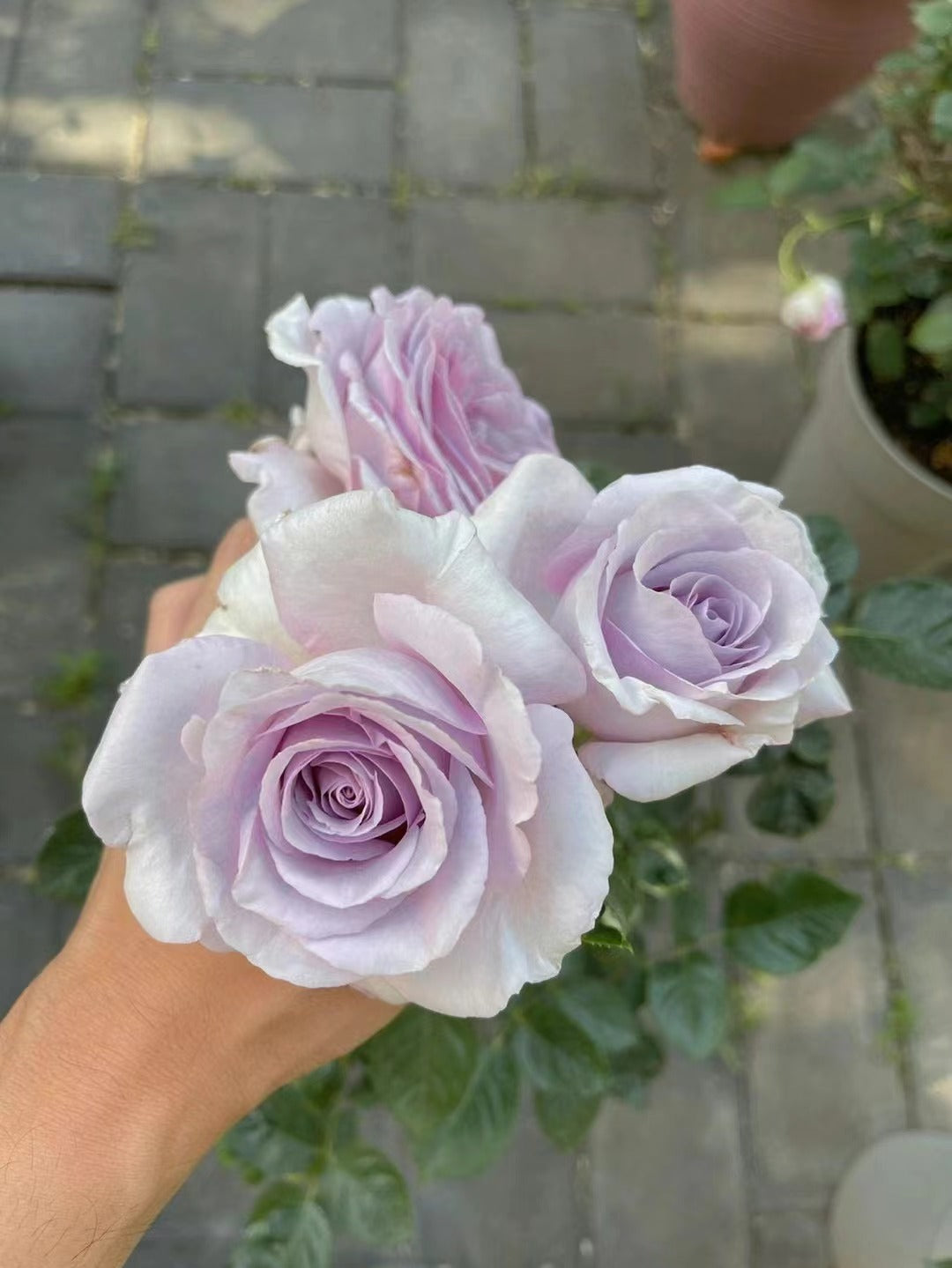 Rose 'Luxury Nove | ラグジュノーブ| 天然香水'