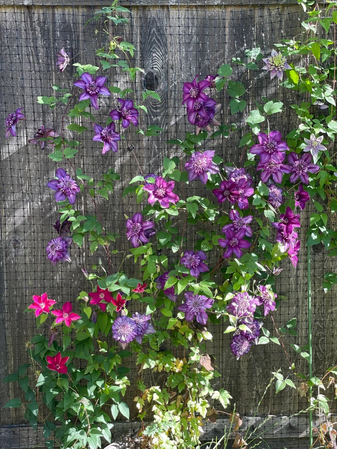 Clematis ‘Cassis’| 卡西斯