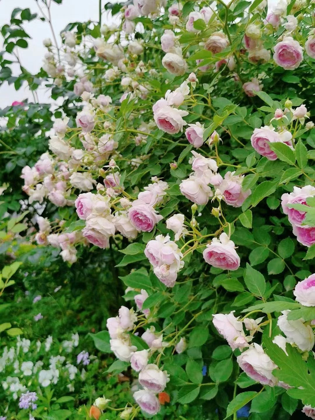 Rose 'Aunt Margy's | 拇指姑娘 | 麻吉婶婶 '