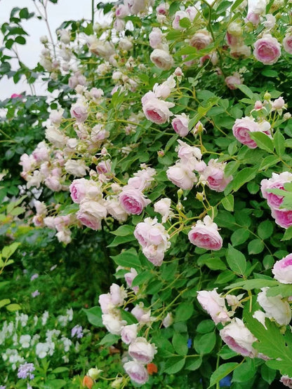 Rose 'Aunt Margy's | 拇指姑娘 | 麻吉婶婶 '