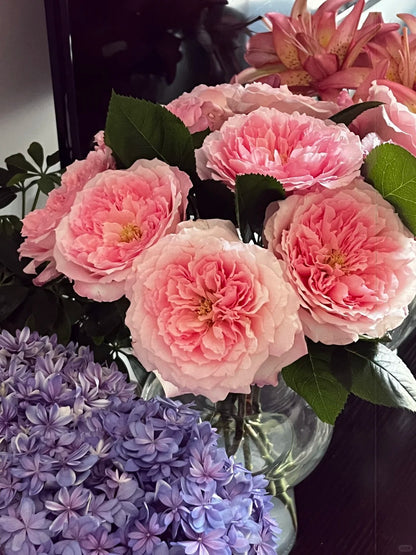 Rose '  Mayra's Rose PINK  |粉梅拉