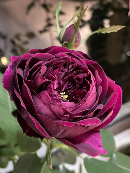 Rose  ‘ Royale | ロワイヤル | 皇宫 ’