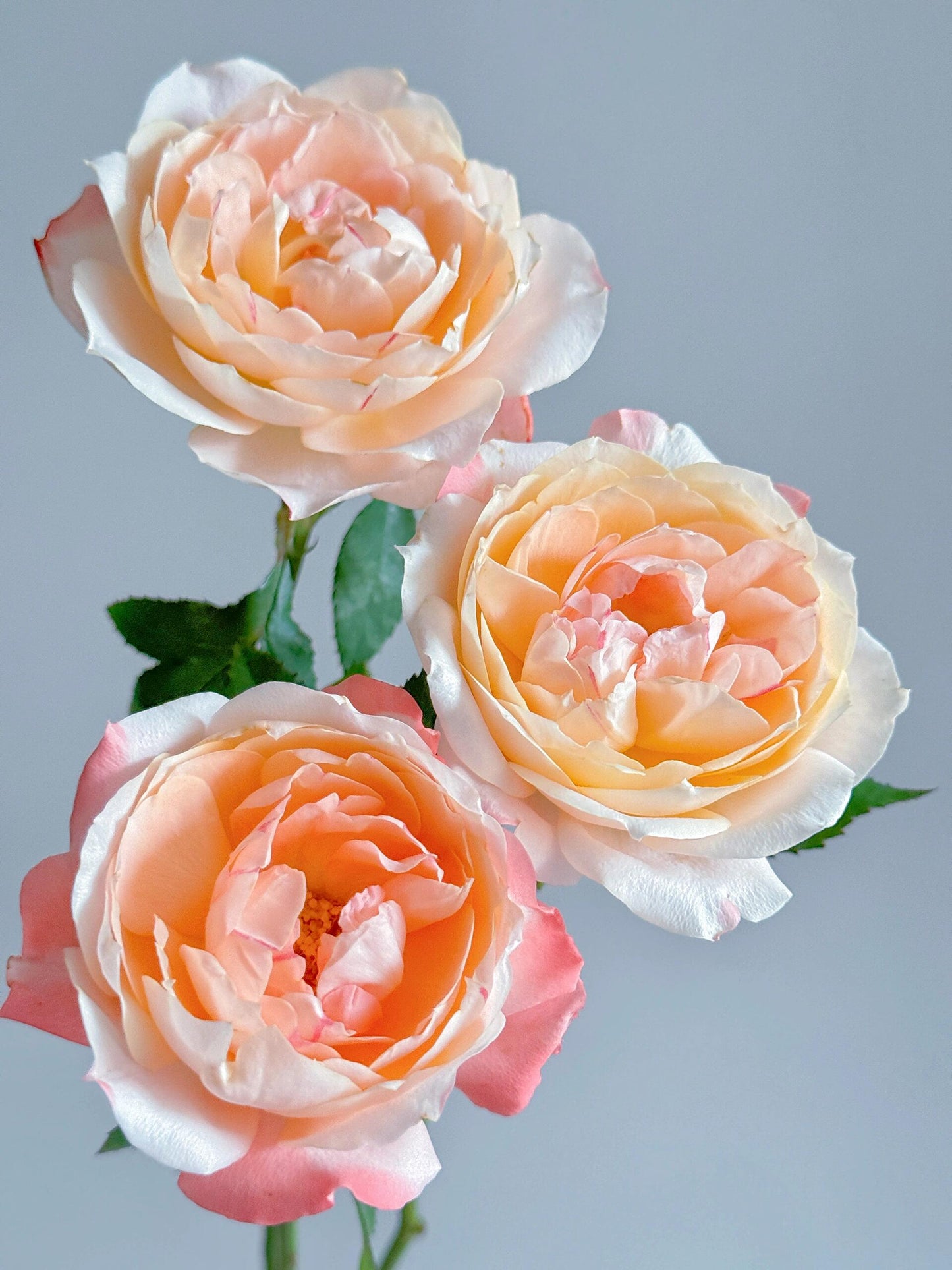 Rare Rosa ‘ Chance Pom |シャンスポム  | 苹果运气 ’