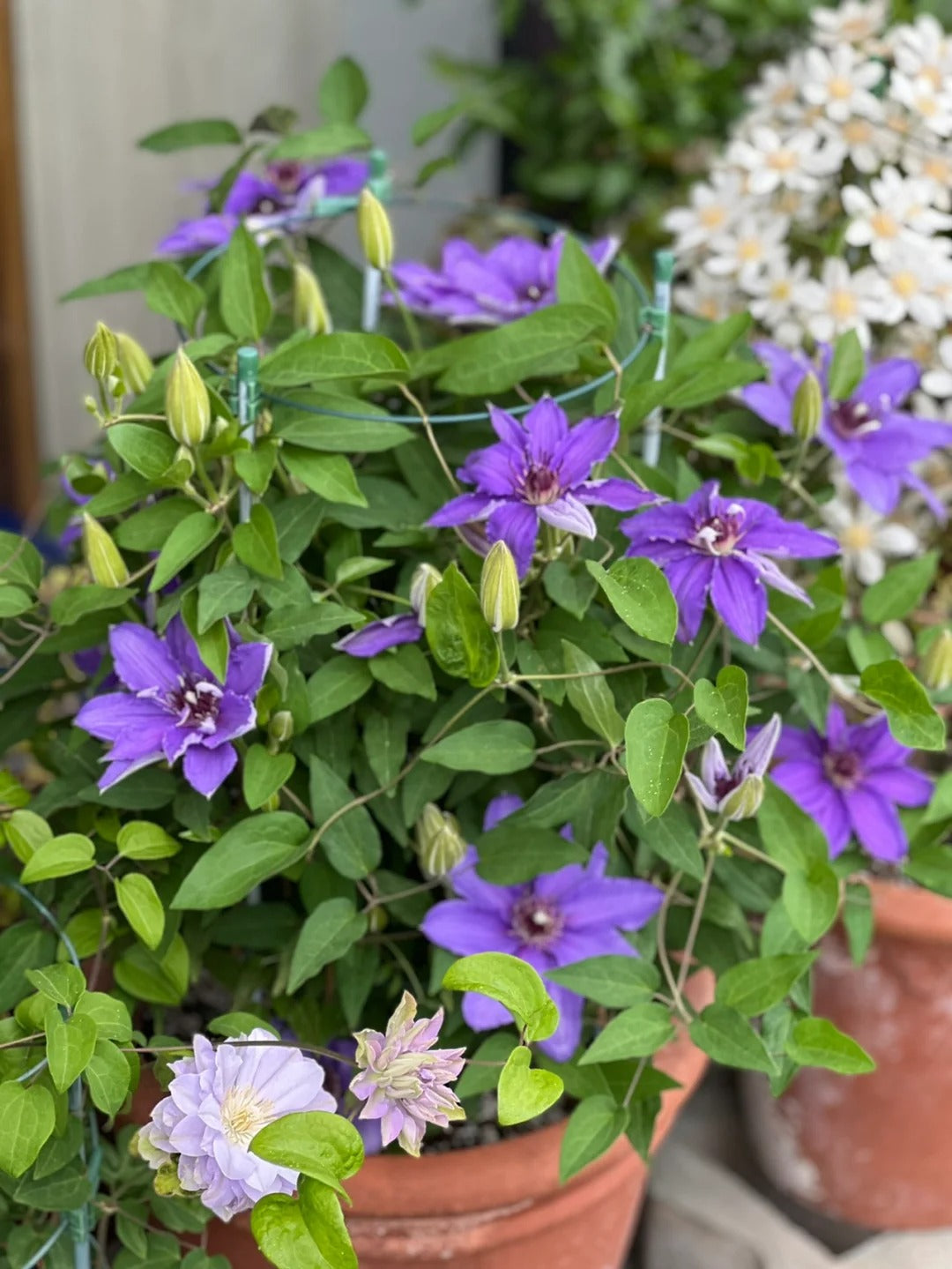 Clematis ‘’Parisienne |巴黎风情‘’
