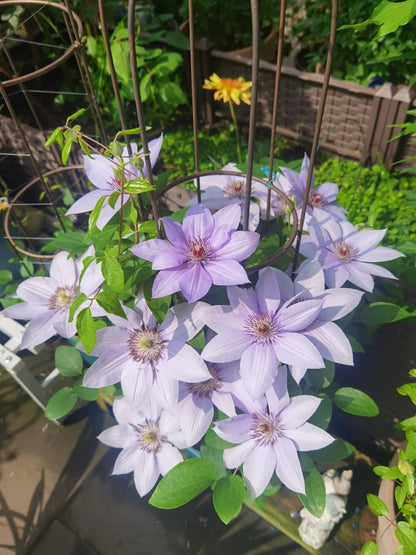 Clematis 博纳迪恩