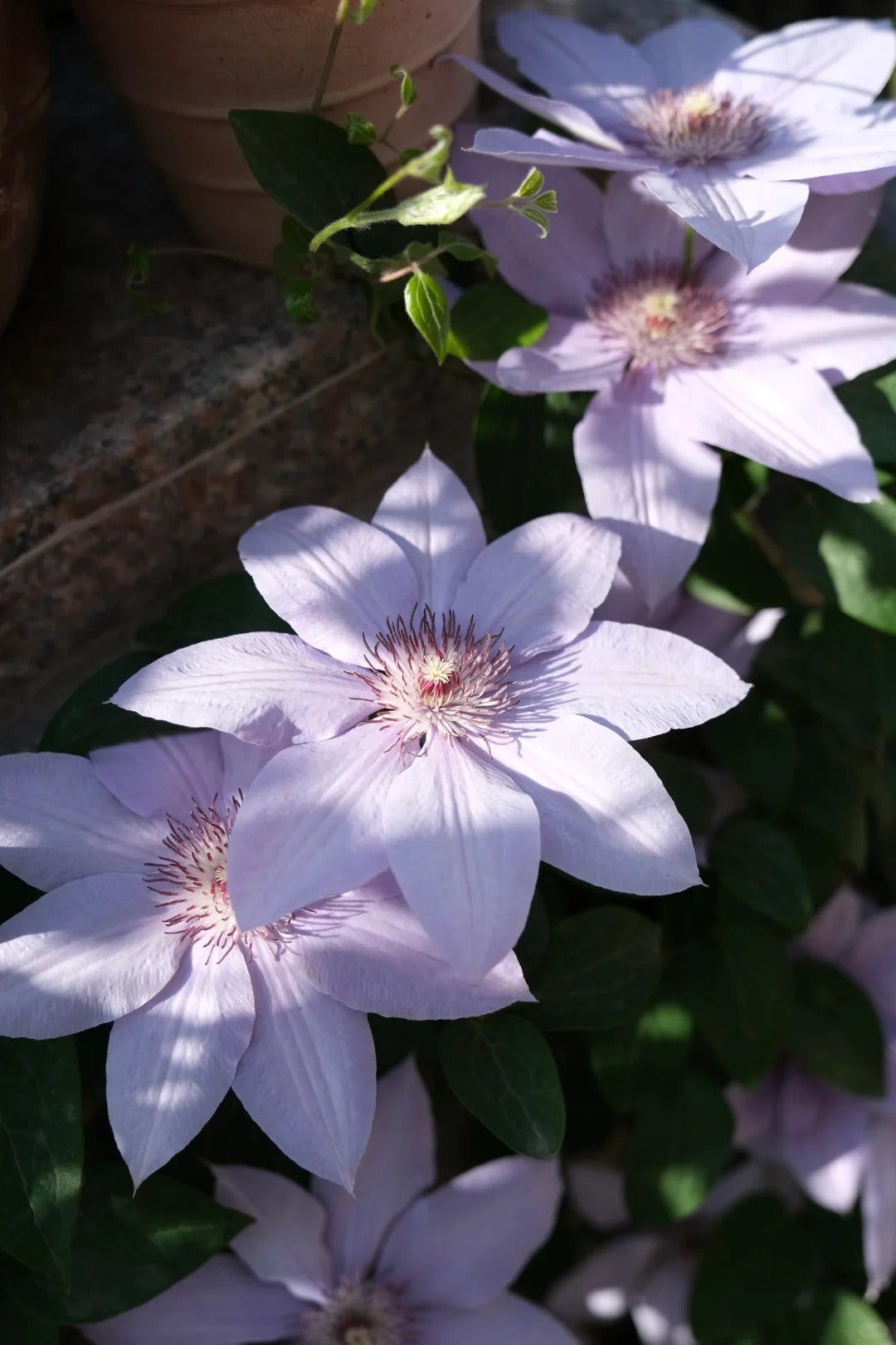 Clematis 博纳迪恩