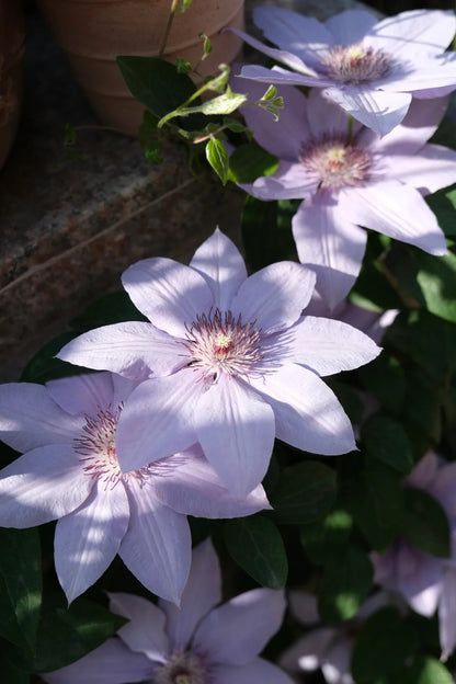Clematis 博纳迪恩