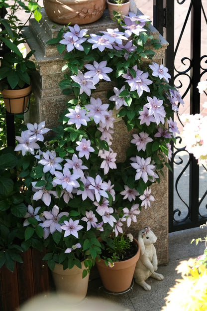 Clematis 博纳迪恩