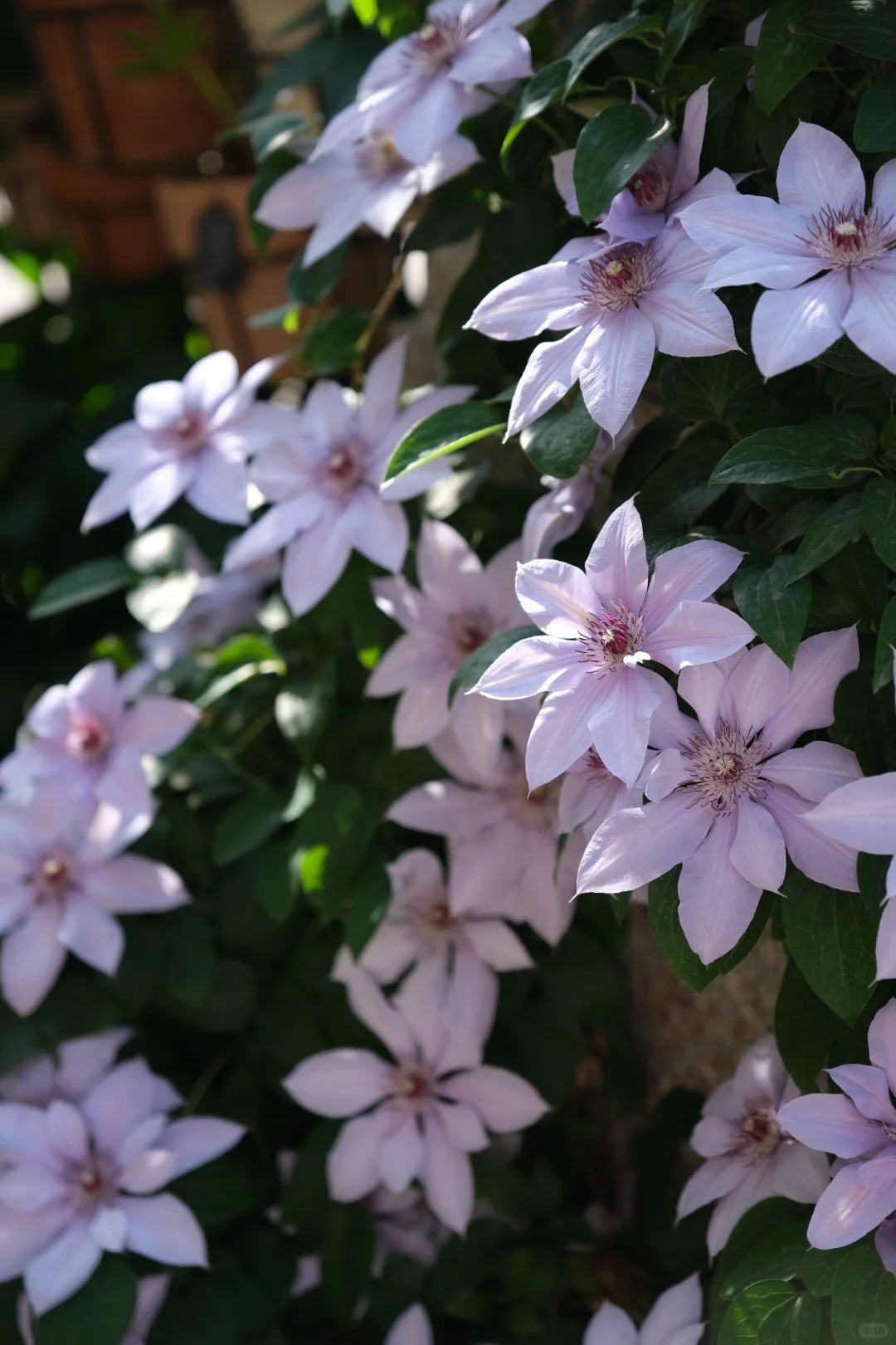 Clematis 博纳迪恩